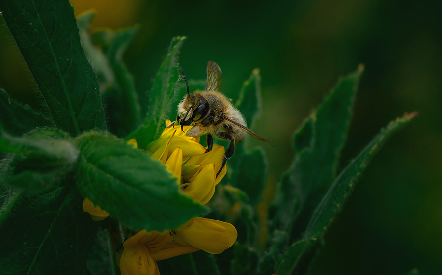bee 